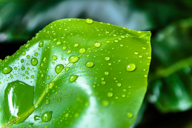 Gotas de água nas folhas verdes.