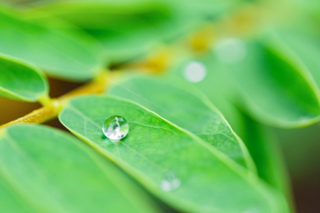 Gotas de água nas folhas verdes.