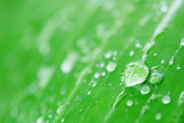 Gotas de água nas folhas verdes.