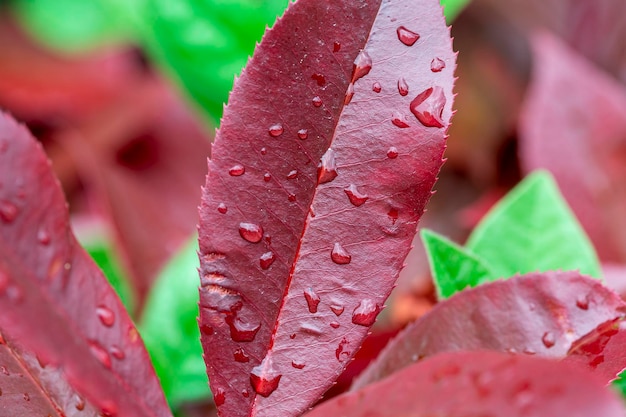 Gotas de água nas folhas vermelhas