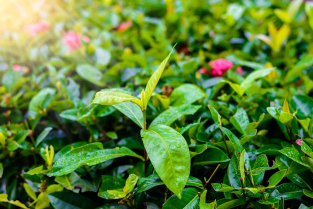 Gotas de água nas folhas