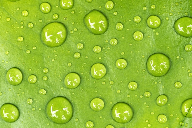 Gotas de água nas folhas