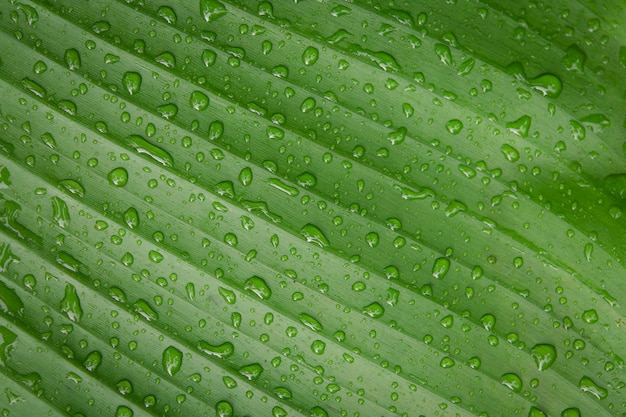 Gotas de água no backgroung de folha de bananeira