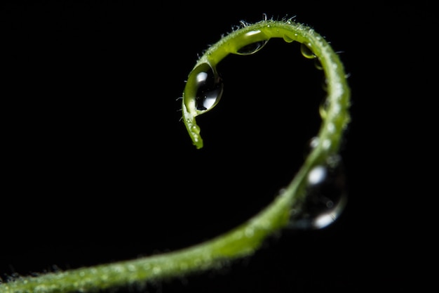 Gotas de água no bigode