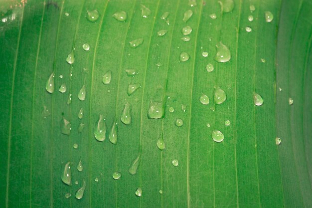 Gotas de água no detalhe de folhas de banana