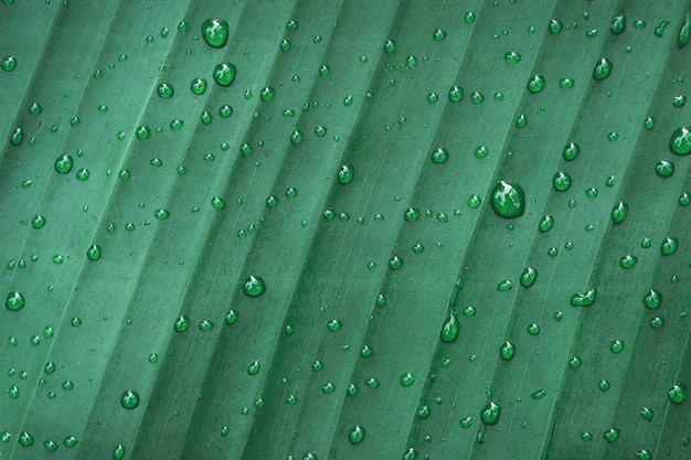 Gotas de água no fundo da folha de bananeira