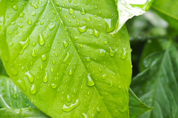 Gotas de água no fundo da folha verde