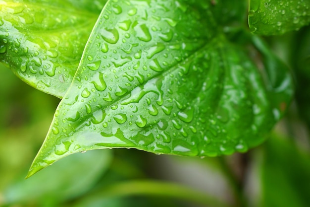 Gotas de água no fundo da natureza das folhas após a chuva