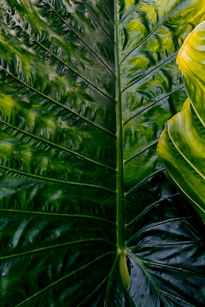 Gotas de água no fundo escuro da natureza em folha de palmeira verde