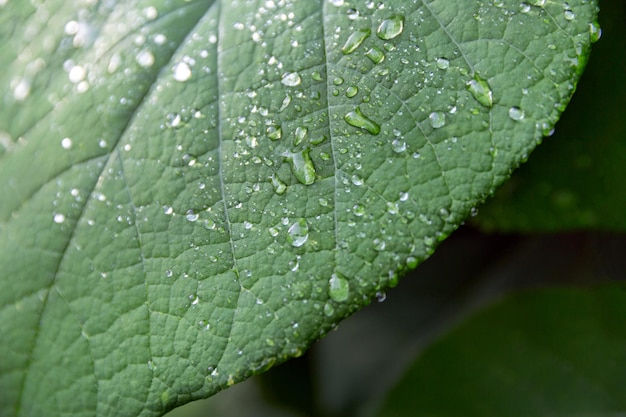 Gotas de água no fundo natural das folhas verdes