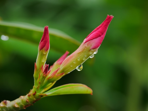 Foto gotas de água no obesum adenium após a chuva.