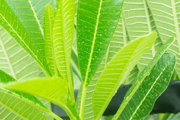 Foto gotas de água no plumeria folha.