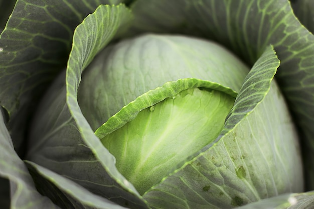 Gotas de água no repolho. Repolho branco crescendo no jardim. Alimentos crus frescos ricos em antioxidantes.