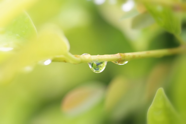 Gotas de água nos galhos do quintal.