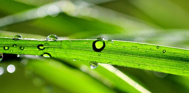 Foto gotas de água numa folha de grama