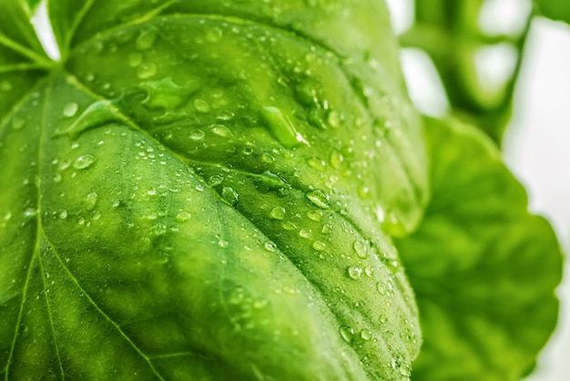 Gotas de água ou orvalho em uma grande folha verde de uma planta closeup Streaks artérias e a estrutura da planta à luz