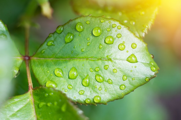 Gotas de água sobre uma folha verde, folhas de rosa molhadas depois da chuva