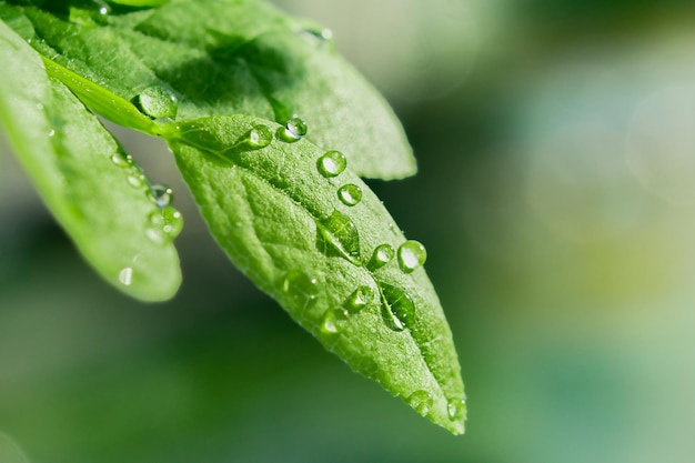 Gotas de água transparente em folhas verdes em macro