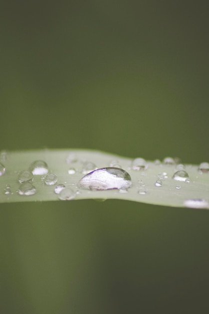 Gotas de agua und hojas de planta