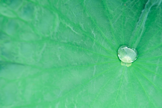 Gotas de água