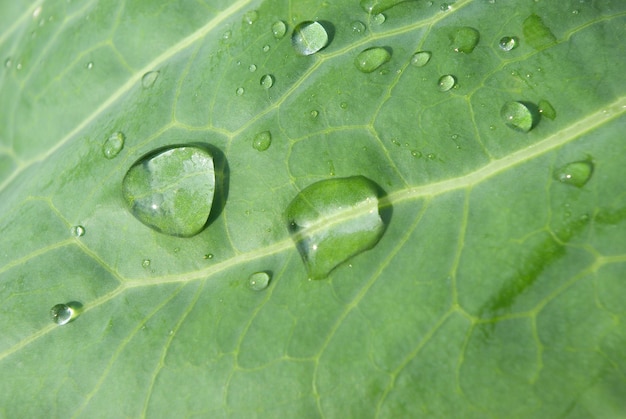 gotas de água