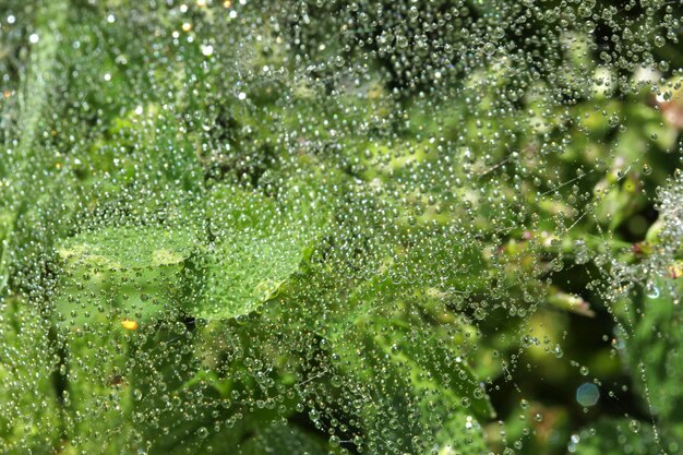 Gotas de chuva brilhantes na teia de aranha