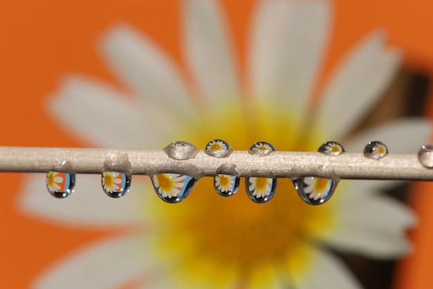 Gotas de chuva com reflexo de margarida, fundo laranja