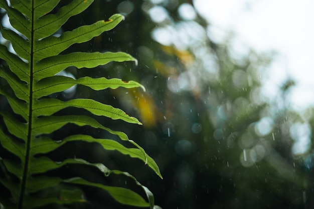 Gotas de chuva e folhas de água em dia chuvoso