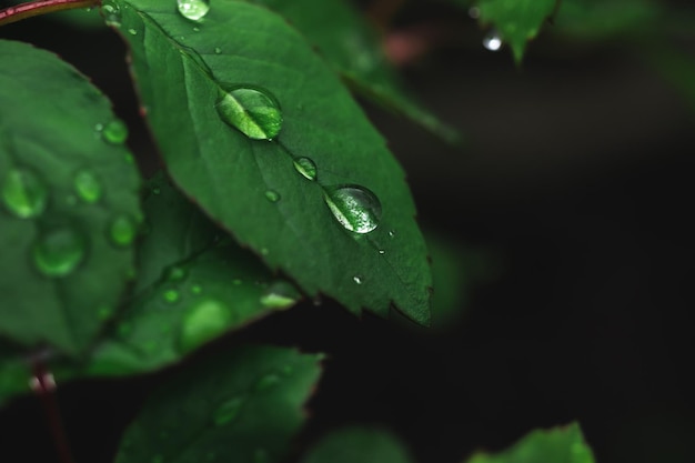 Foto gotas de chuva em chumbo verde ambiente primavera e jardim de verão foto de fundo temperamental