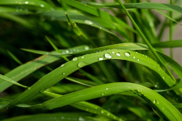 gotas de chuva em folhas de grama, macro gotas de chuva, macro grama