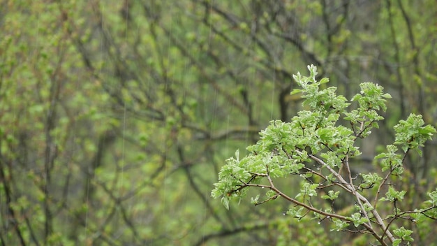 Gotas de chuva em folhas úmidas em gotas de floresta de primavera na folhagem de árvores verdes molhadas