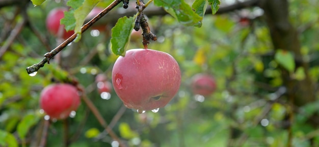Gotas de chuva em maçãs maduras num pomar no outono