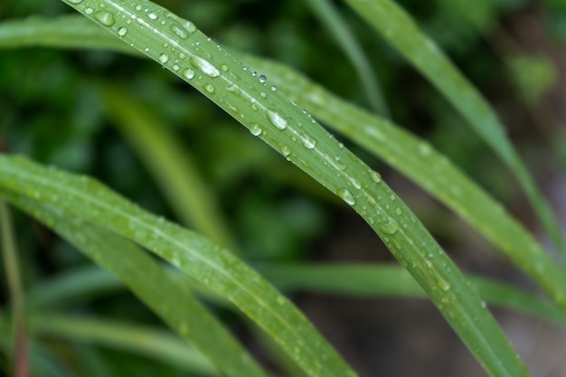 Gotas de chuva em um close-up de folha verde