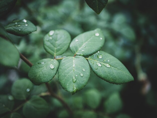 Gotas de chuva em um galho de roseira no jardim após a chuva