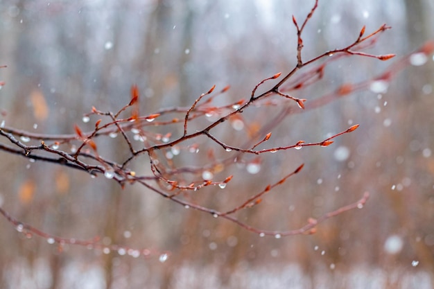 Gotas de chuva em um galho descoberto na primavera durante o derretimento da neve