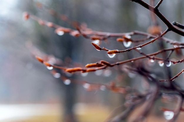 Gotas de chuva em um galho vazio na primavera durante o derretimento da neve em tempo chuvoso