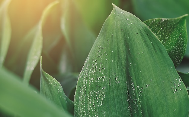 Gotas de chuva em uma folha verde