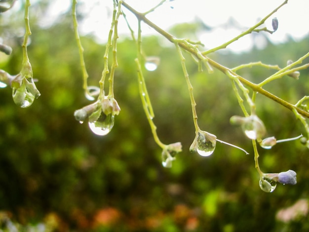 Gotas de chuva em uma pequena flor branca