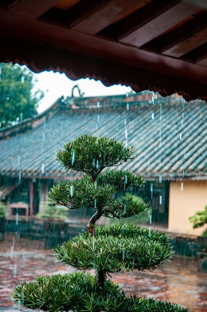gotas de chuva na árvore bonsai templo de Hue cidade imperial Vietnã