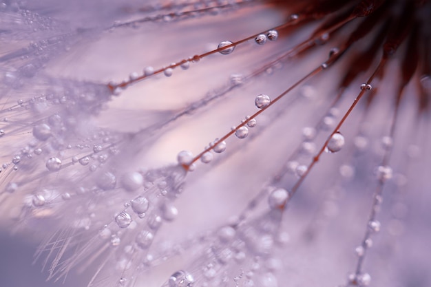 gotas de chuva na flor dente-de-leão em dias chuvosos na primavera