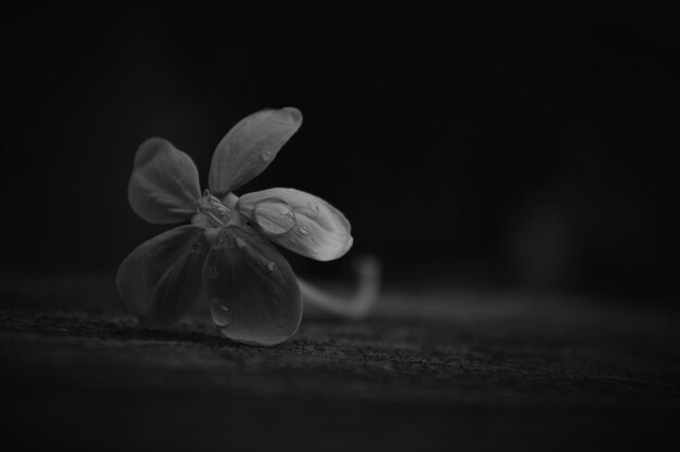 Foto gotas de chuva na flor