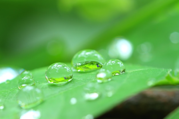 Gotas de chuva na folha de grama