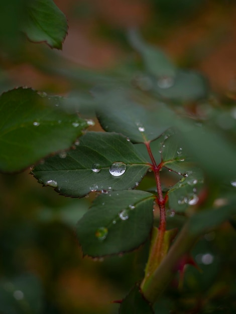 Foto gotas de chuva na folha de rosa