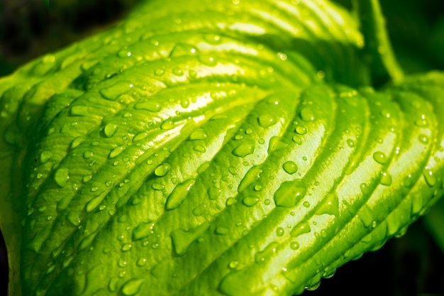 Gotas de chuva na folha verde da hosta