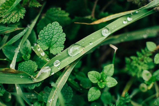 gotas de chuva na grama