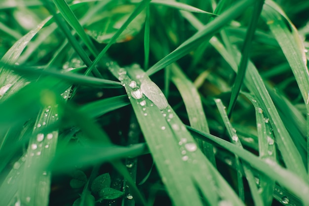 gotas de chuva na grama