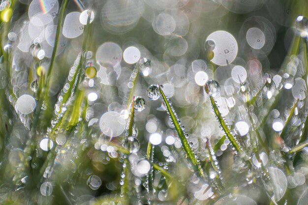 gotas de chuva na grama