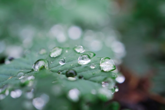 gotas de chuva na planta verde folhas na natureza