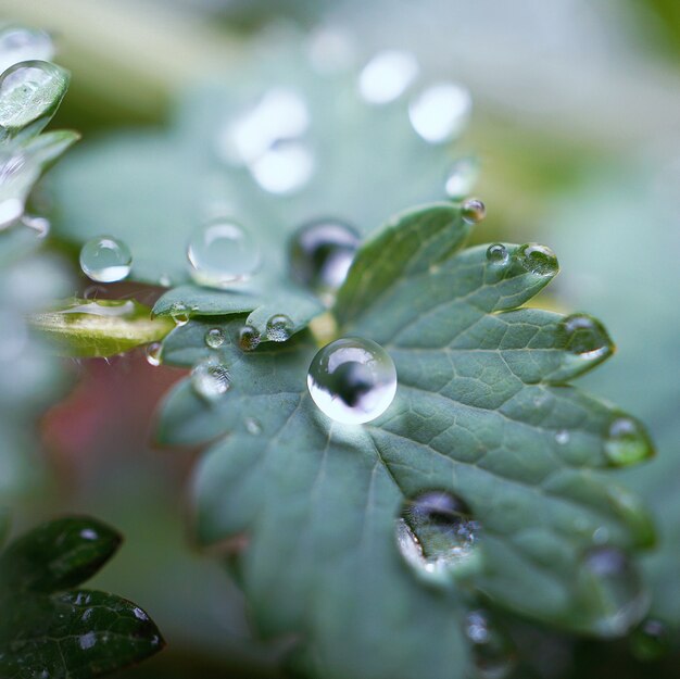 gotas de chuva na planta verde folhas na natureza