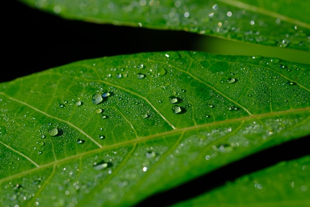 gotas de chuva na superfície das folhas de mandioca. orvalho e chuva da manhã. fundo do conceito de natureza.